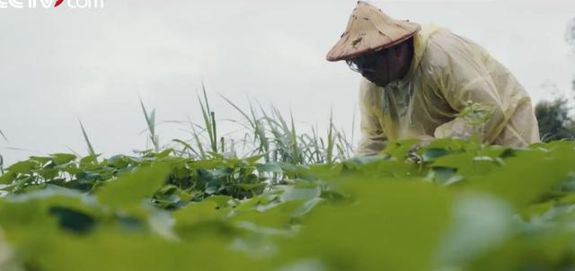 退休後更精彩！教授夫妻傾盡家產「荒山野嶺住20年」　「打造完美民宿」養雞餵鴨神仙般生活