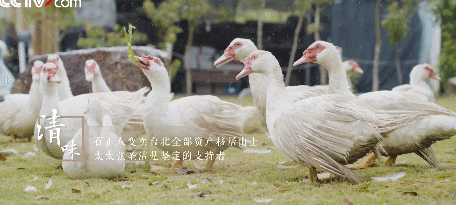 退休後更精彩！教授夫妻傾盡家產「荒山野嶺住20年」　「打造完美民宿」養雞餵鴨神仙般生活