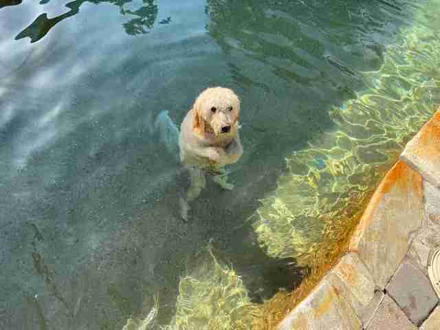 愛犬泳池「一直漂浮不動」好厲害　主人「以為牠在踩水」靠近一看笑噴：你累了嗎～