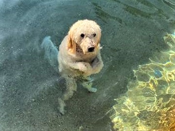 愛犬泳池「一直漂浮不動」好厲害　主人「以為牠在踩水」靠近一看笑噴：你累了嗎～