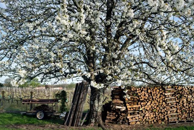 被稱「年輕版的塔莎阿嬤」！ 40歲的她養著8個孩子14條狗，自給自足「活出女人嚮往的精緻模樣」