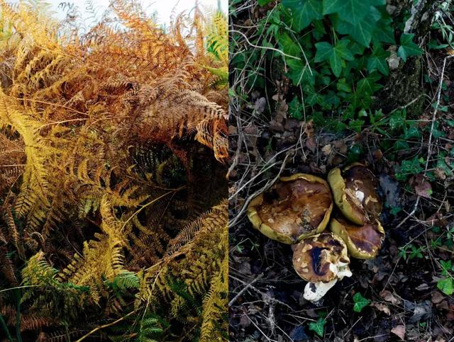 被稱「年輕版的塔莎阿嬤」！ 40歲的她養著8個孩子14條狗，自給自足「活出女人嚮往的精緻模樣」