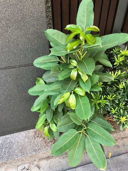 門口突然冒出小樹苗！沒澆水灌溉「自己越長越高」　過來人急勸「當時放著不管」：10萬元飛了
