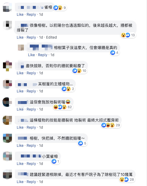 門口突然冒出小樹苗！沒澆水灌溉「自己越長越高」　過來人急勸「當時放著不管」：10萬元飛了