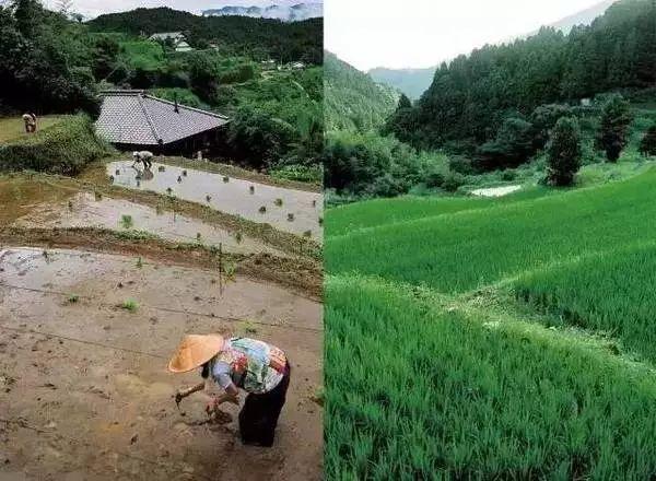 歸隱山林！老夫妻「一人燒陶一人裁縫」20年沒買新衣　田園自給自足「攜手度過無數四季」一生只愛一人