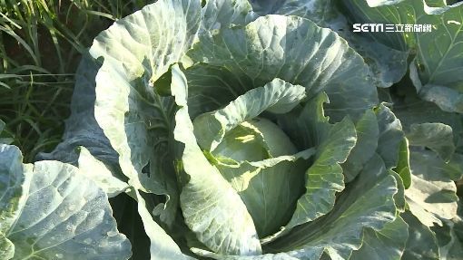 內行的才知道！高麗菜「挑選撇步」又脆又甜   驚曝「菜當西瓜拍打」錯好幾年：成果全糟蹋