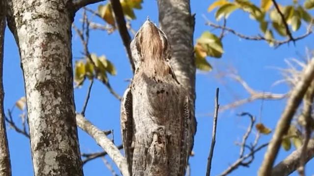 最強生存技！世界上「最心酸的鳥」：一出生就偽裝成「枯樹枝」一裝就是一輩子　