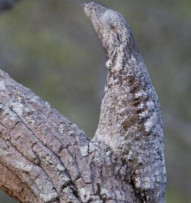 最強生存技！世界上「最心酸的鳥」：一出生就偽裝成「枯樹枝」一裝就是一輩子　