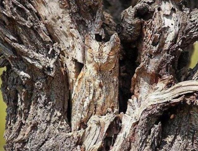 最強生存技！世界上「最心酸的鳥」：一出生就偽裝成「枯樹枝」一裝就是一輩子　