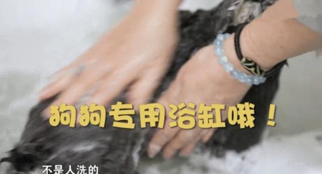 53歲周海媚近萬尺豪宅曝光！「擁超大客廳」裝修古典大氣，愛犬享有「專用浴室」比人還享受