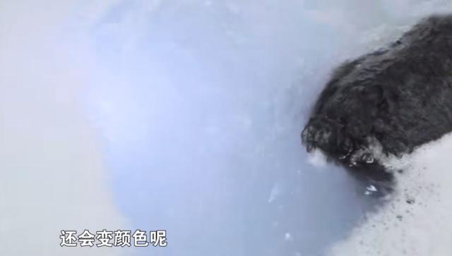 53歲周海媚近萬尺豪宅曝光！「擁超大客廳」裝修古典大氣，愛犬享有「專用浴室」比人還享受