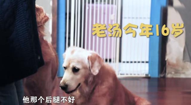 53歲周海媚近萬尺豪宅曝光！「擁超大客廳」裝修古典大氣，愛犬享有「專用浴室」比人還享受