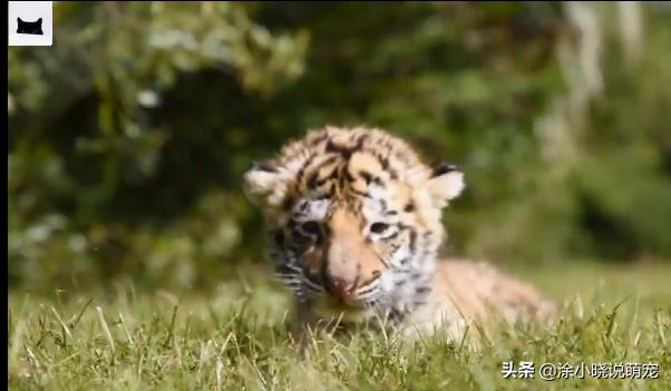 久別重逢！老虎把救命恩人「撲倒張嘴就咬」嚇呆眾人    鏡頭一轉「畫面超暖心」全網讃爆