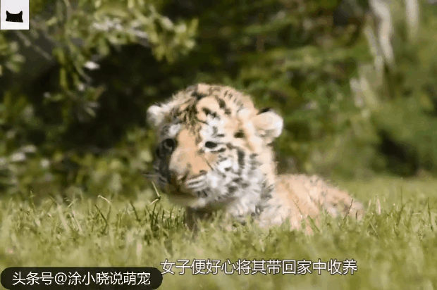 久別重逢！老虎把救命恩人「撲倒張嘴就咬」嚇呆眾人    鏡頭一轉「畫面超暖心」全網讃爆