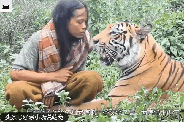 久別重逢！老虎把救命恩人「撲倒張嘴就咬」嚇呆眾人    鏡頭一轉「畫面超暖心」全網讃爆