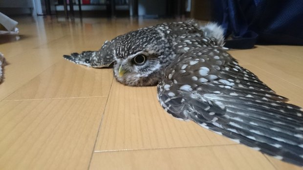 貓頭鷹「熱到漸漸融化」原地軟成泥！一開冷氣「透心涼反應」超Q：好蘇湖R～　