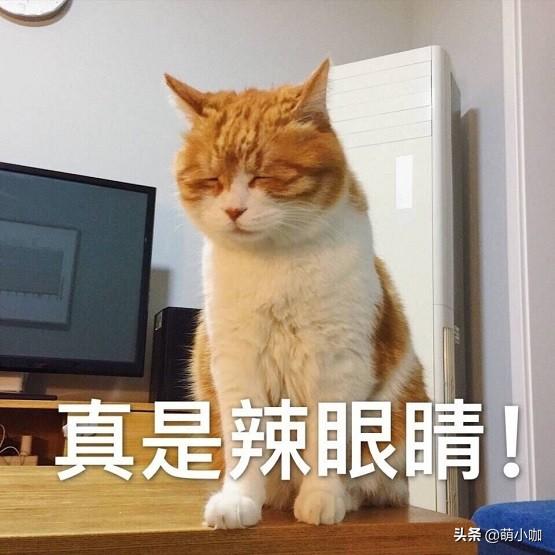 別讓男友帶寵物理髮！把「心愛貓咪」交男友照顧   半個月後回家見「精緻小公主→奇異綠毛怪」當場氣哭