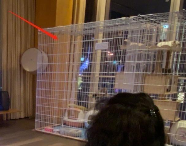Baby破億豪宅曝光！內部裝修華麗「客廳大到放滑梯」  擁百萬級夜景「一旁的巨型寵物籠」引爭議