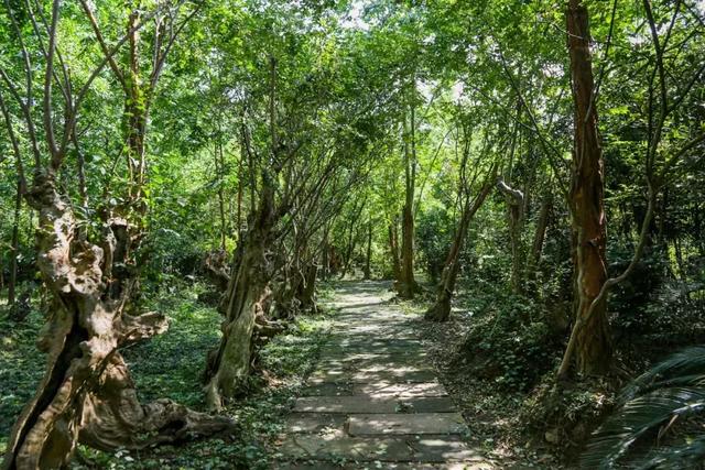 帶全家造房隱居！花20年「種植整片森林」改造農田　親手「蓋121坪房」養花餵鳥享愜意生活