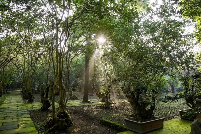 帶全家造房隱居！花20年「種植整片森林」改造農田　親手「蓋121坪房」養花餵鳥享愜意生活