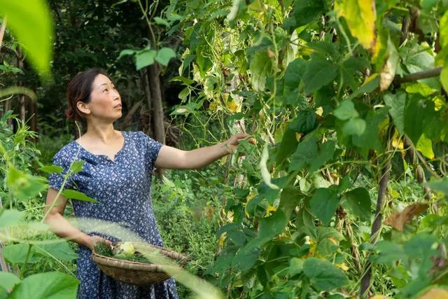 帶全家造房隱居！花20年「種植整片森林」改造農田　親手「蓋121坪房」養花餵鳥享愜意生活