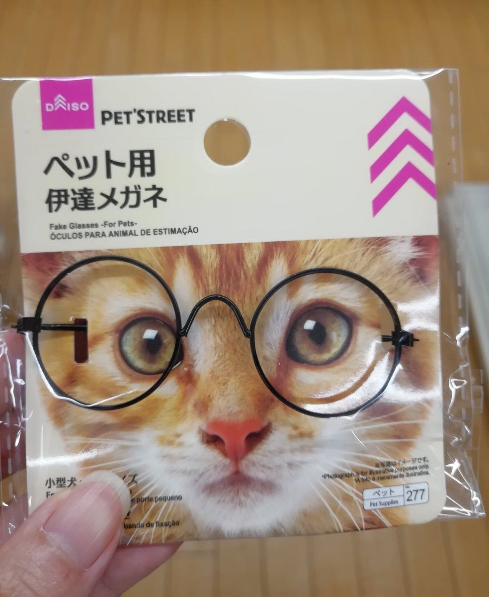 知名百貨推「毛孩專屬眼鏡」！主子戴上一秒晉升「帥氣文青」：CP值超高～