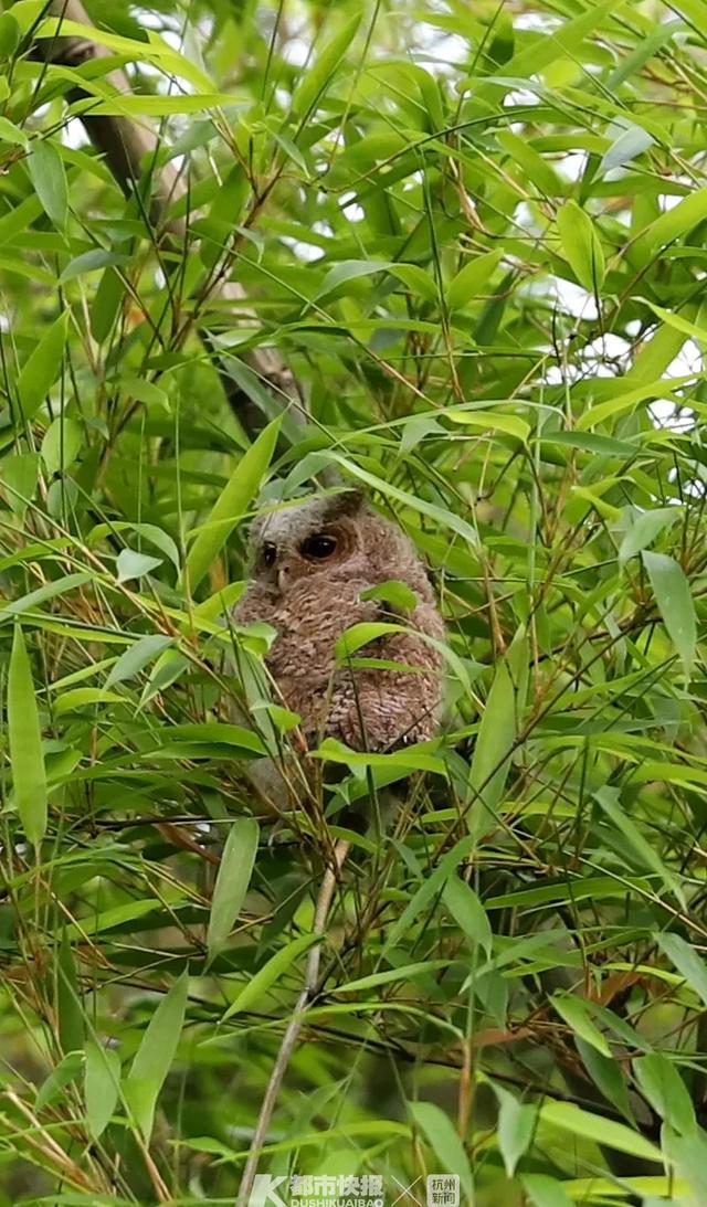 全村早搬空！男子「獨守深山老房30年」不願走　只為照顧一群「每年都會來的特殊家人」