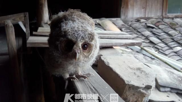 全村早搬空！男子「獨守深山老房30年」不願走　只為照顧一群「每年都會來的特殊家人」