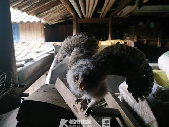 全村早搬空！男子「獨守深山老房30年」不願走　只為照顧一群「每年都會來的特殊家人」