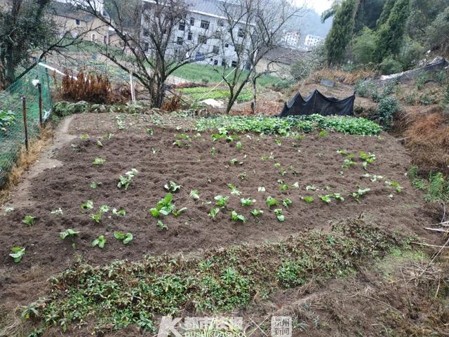 全村早搬空！男子「獨守深山老房30年」不願走　只為照顧一群「每年都會來的特殊家人」
