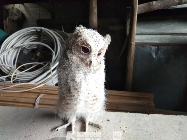 全村早搬空！男子「獨守深山老房30年」不願走　只為照顧一群「每年都會來的特殊家人」
