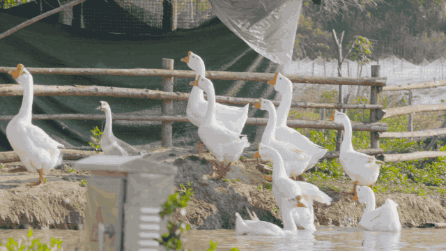 遠離城市壓力！大公司高官辭職隱居「開墾200畝農田」 　養雞種菜「打造孩子遊樂園」三五好友作客暢聊