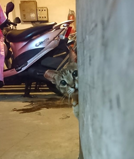 搓搓零食袋子...牆後立馬探出「萌萌小臉」偷看　一現身體態竟「超有份量」：必須抱緊處理！
