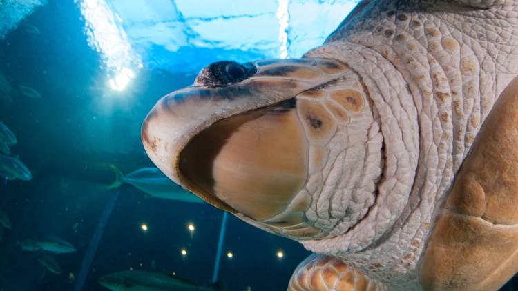 水族館收留「裂殼幼海龜」一養20年　野放後才知「牠故鄉在哪」：游了4萬公里才到家