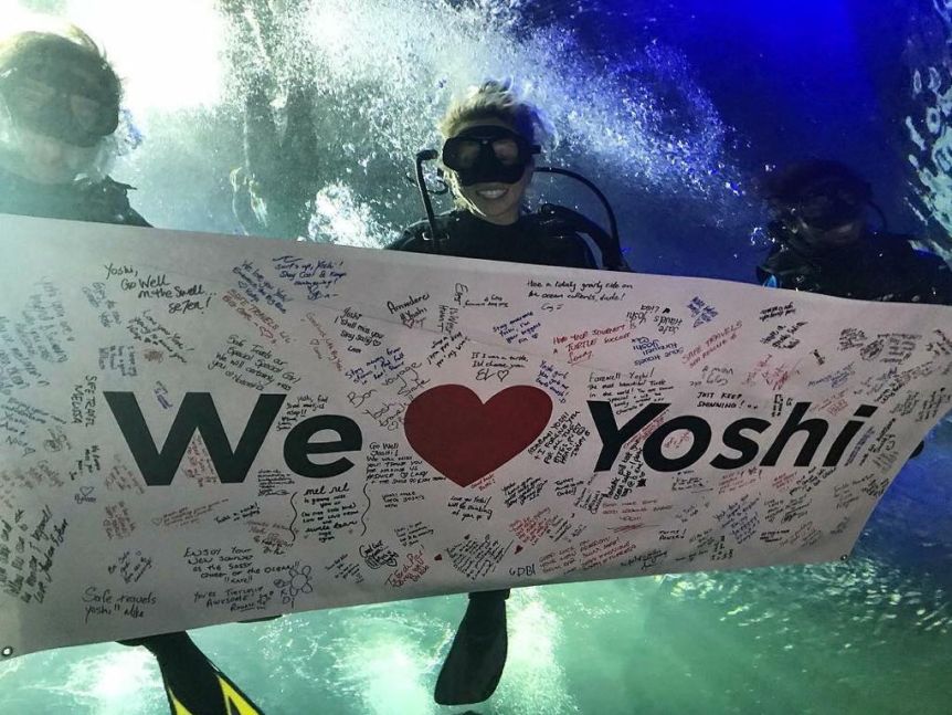 水族館收留「裂殼幼海龜」一養20年　野放後才知「牠故鄉在哪」：游了4萬公里才到家