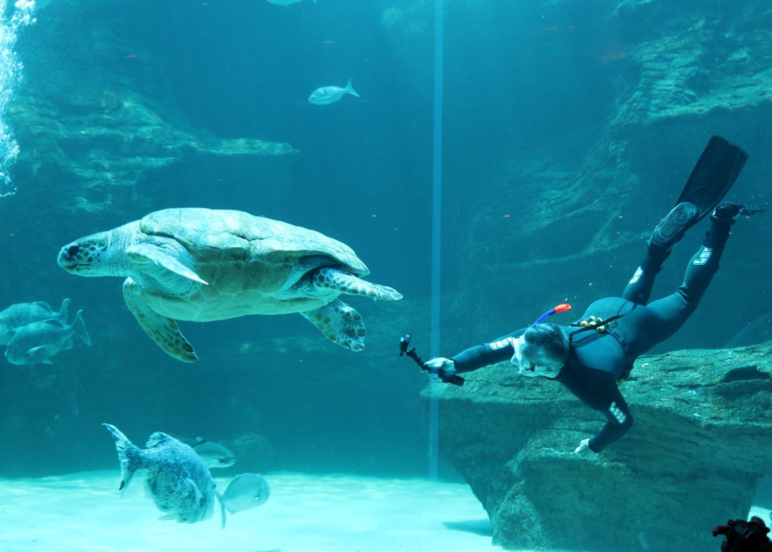 水族館收留「裂殼幼海龜」一養20年　野放後才知「牠故鄉在哪」：游了4萬公里才到家