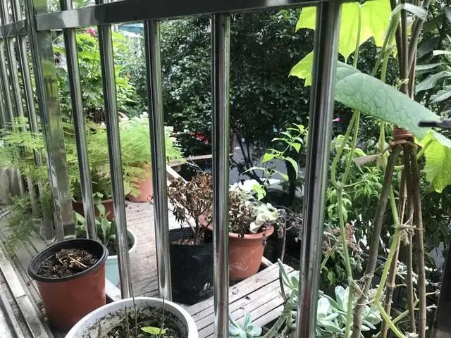 新型養老！80歲嬤喪偶「獨居21坪大房」找不到人說話 　與陌生年輕人同住「免房租互伴」重組新家