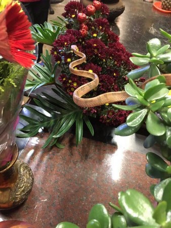 10年沒缺席！南投玄天上帝「蛇將軍」每逢端午現身　攀上供花「向帝爺公鞠躬行禮」廟方：牠很有靈性
