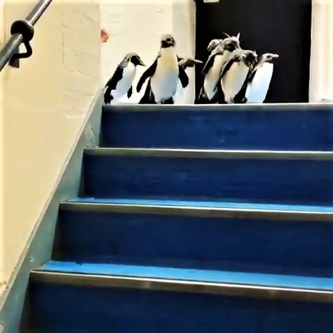 幼幼團「遇到階梯」怎摸辦？小隊長帶隊一起「咚咚企鵝跳」：後面快跟上～