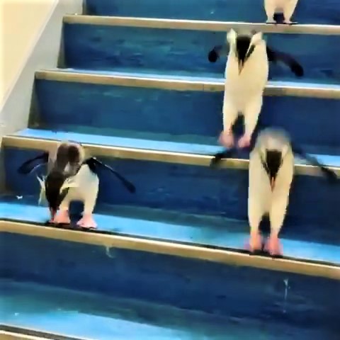 幼幼團「遇到階梯」怎摸辦？小隊長帶隊一起「咚咚企鵝跳」：後面快跟上～