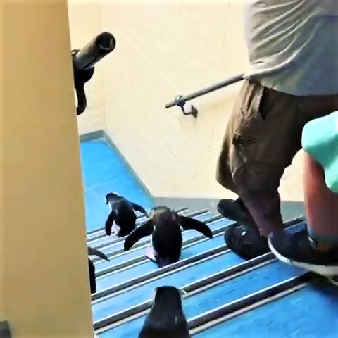 幼幼團「遇到階梯」怎摸辦？小隊長帶隊一起「咚咚企鵝跳」：後面快跟上～