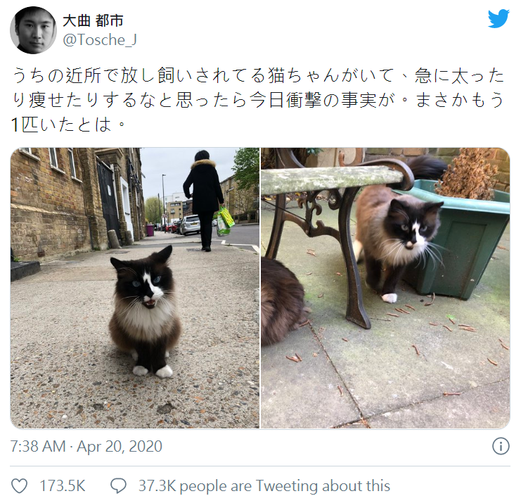 常遇到的那隻貓「今天胖明天瘦」也太奇怪？某天終於發現「忽胖忽瘦的秘密」：搞得我好亂啊～