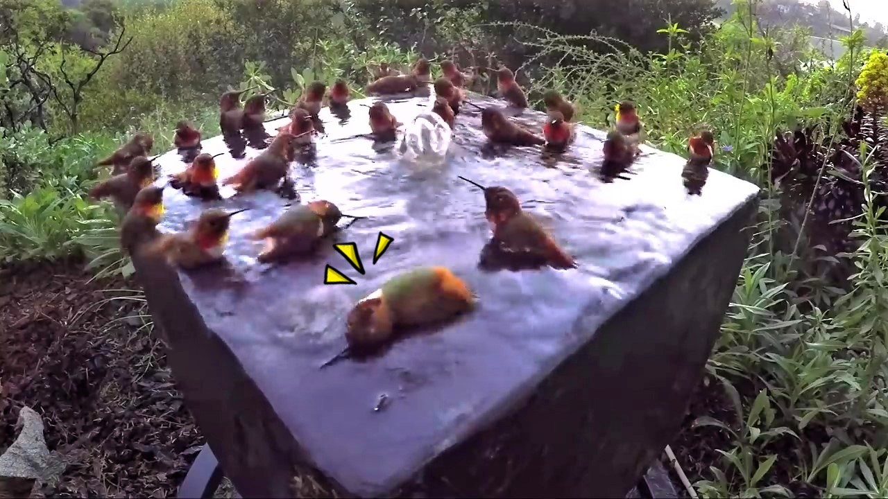 迷你蜂鳥愛上「專屬小噴泉」泡涼涼～超強號召力「5分鐘聚N隻」：來開趴囉！