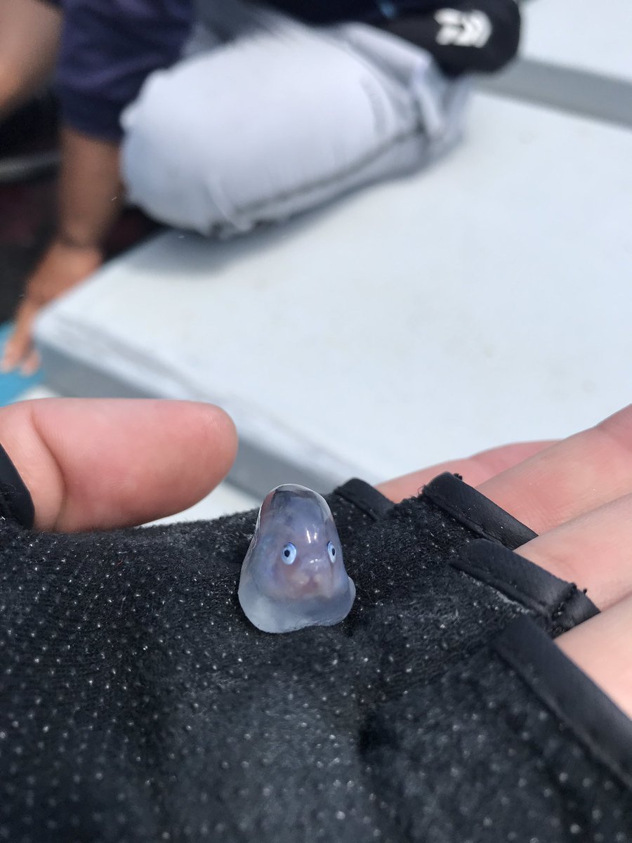 真實版波妞？海邊釣呆萌「謎樣果凍生物」　專家解答「真實身分」網驚：原來是你！