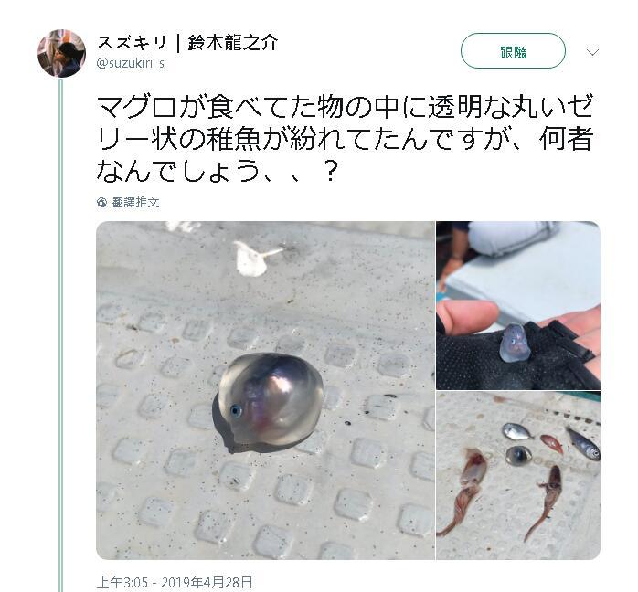 真實版波妞？海邊釣呆萌「謎樣果凍生物」　專家解答「真實身分」網驚：原來是你！
