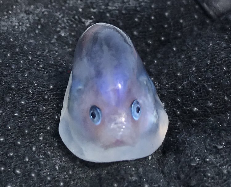 真實版波妞？海邊釣呆萌「謎樣果凍生物」　專家解答「真實身分」網驚：原來是你！