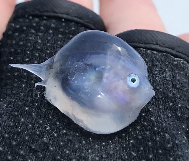 真實版波妞？海邊釣呆萌「謎樣果凍生物」　專家解答「真實身分」網驚：原來是你！