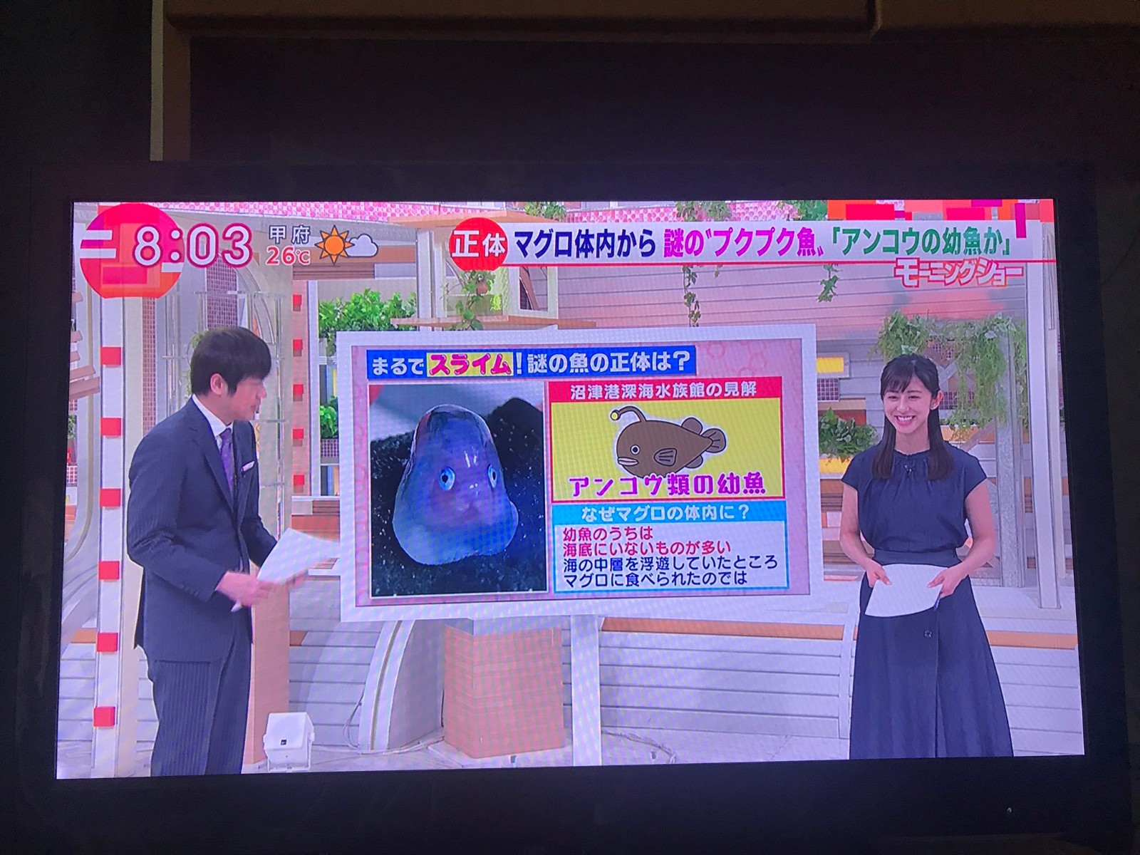 真實版波妞？海邊釣呆萌「謎樣果凍生物」　專家解答「真實身分」網驚：原來是你！