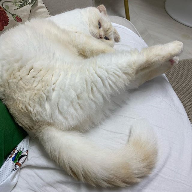 桌上有顆「超巨大飯糰」看了好餓呀～正想偷吸一口「牠突然回頭」：我的飯飯呢？