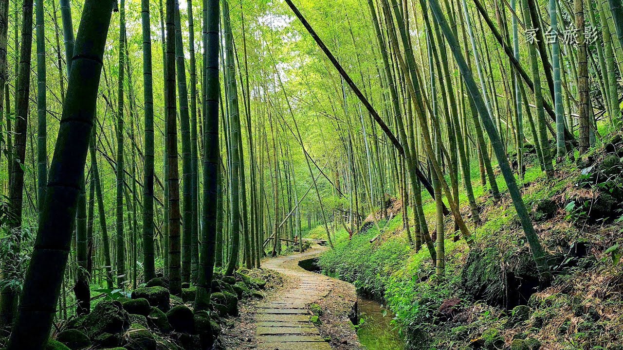 不用去日本！台灣6個「絕美竹林秘境」比嵐山更幽靜　走一趟「享受滿滿芬多精」忘卻憂愁
